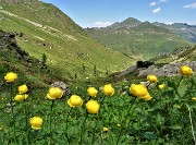 67 Trollius europaeus (Botton d'oro)